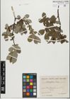 Foto von Salix glabra Scop.